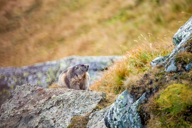 Photo view of cat sitting on rock