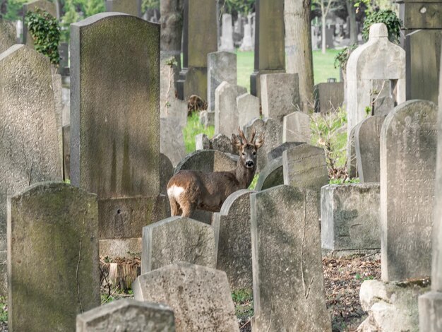 墓地の石の上に座っている猫の景色