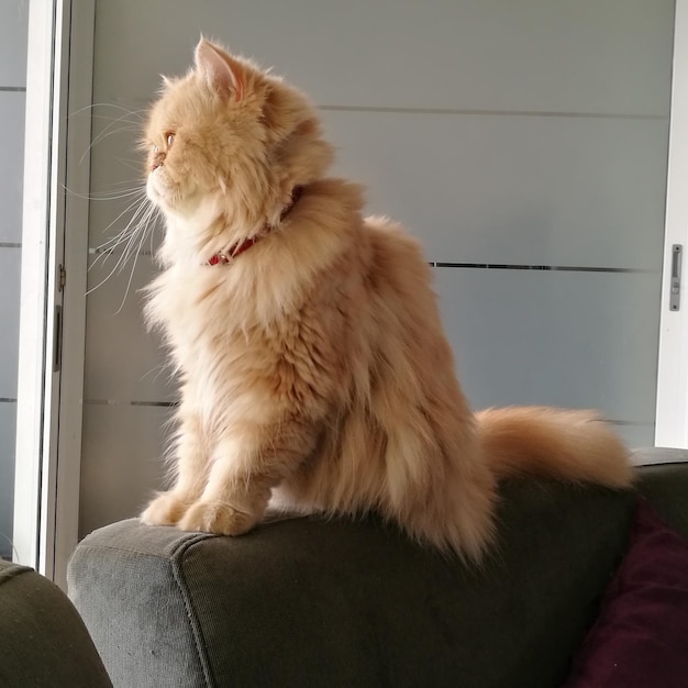 ソファの上に座っている猫の景色