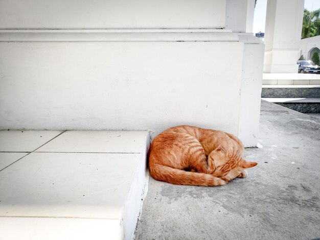 View of a cat sleeping