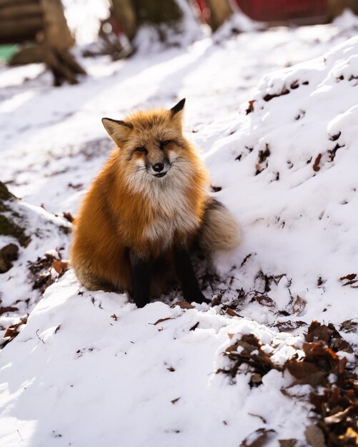 View of a cat on snow covered field