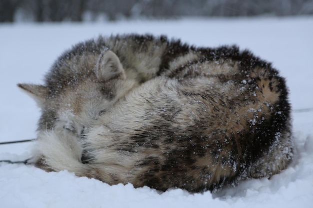 雪の上の猫の景色