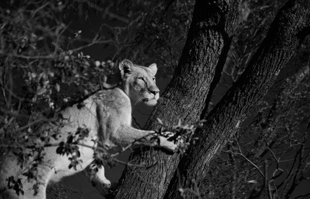 View of a cat on tree trunk