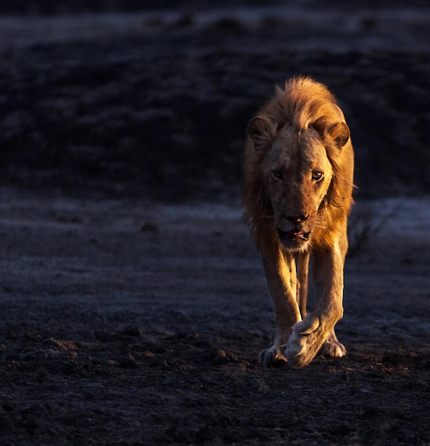 Photo view of a cat walking on a field