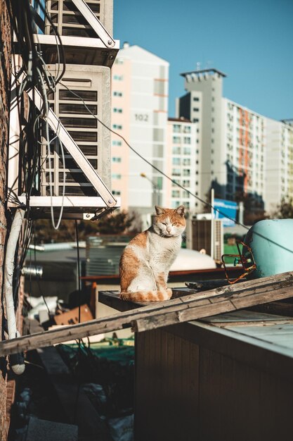 Photo view of a cat with buildings in background