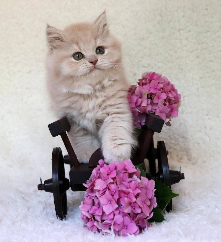Фотография вид кошки с розовым цветом