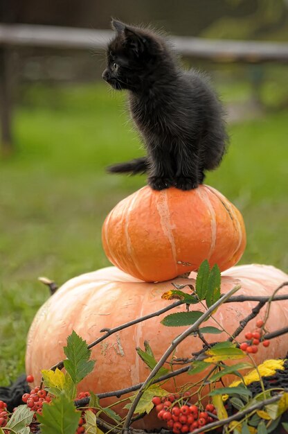 Photo view of a cat with pumpkin on a plant