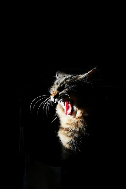 Photo view of cat yawning