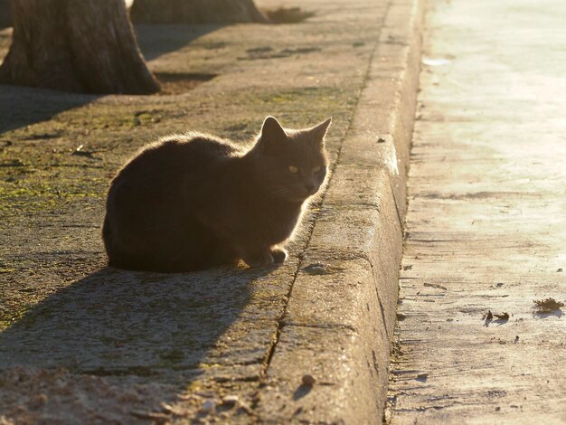 Photo view of a cat