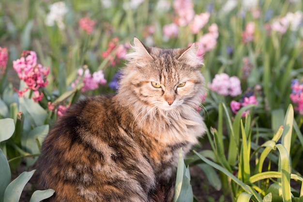 Взгляд на кошку