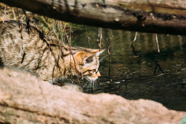 Foto vista di un gatto