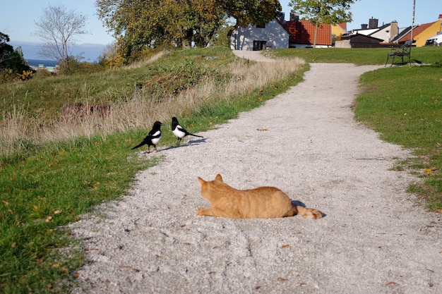 View of cats on footpath