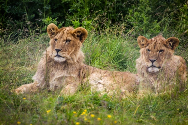 Foto vista di gatti sull'erba