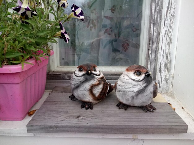 Photo view of cats on potted plant