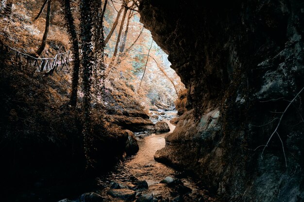 Photo view of cave in forest