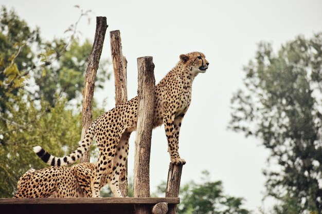 Photo view of a cheetah against the sky