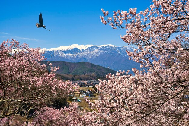 View of cherry blossom against sky