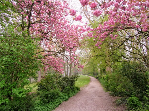 Foto vista del fiore di ciliegio in mezzo agli alberi