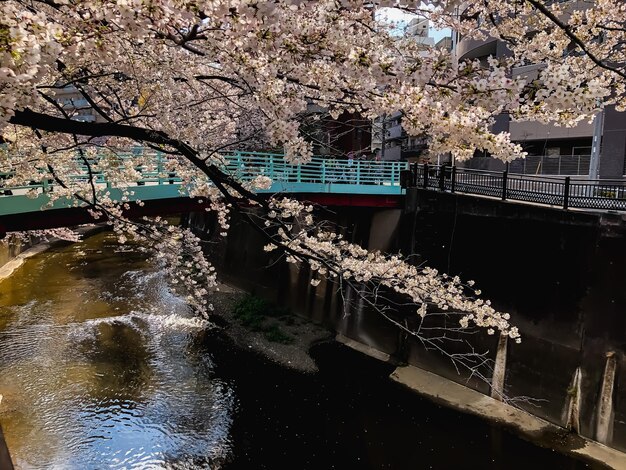 Foto vista del fiore di ciliegio sul fiume