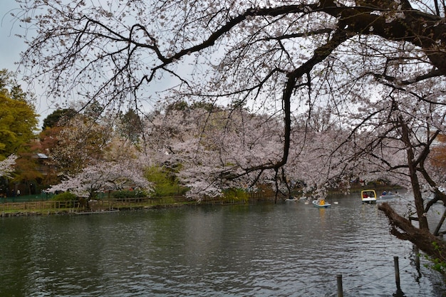 湖から見える桜の花