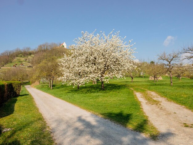 View of cherry blossom from road