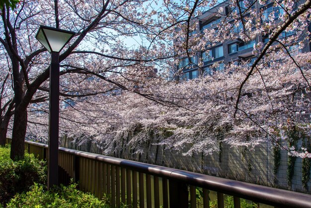 View of cherry blossom from tree