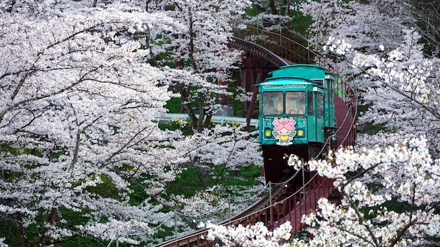 Photo view of cherry blossom from tree