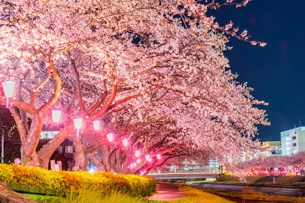 Foto veduta notturna del fiore di ciliegio