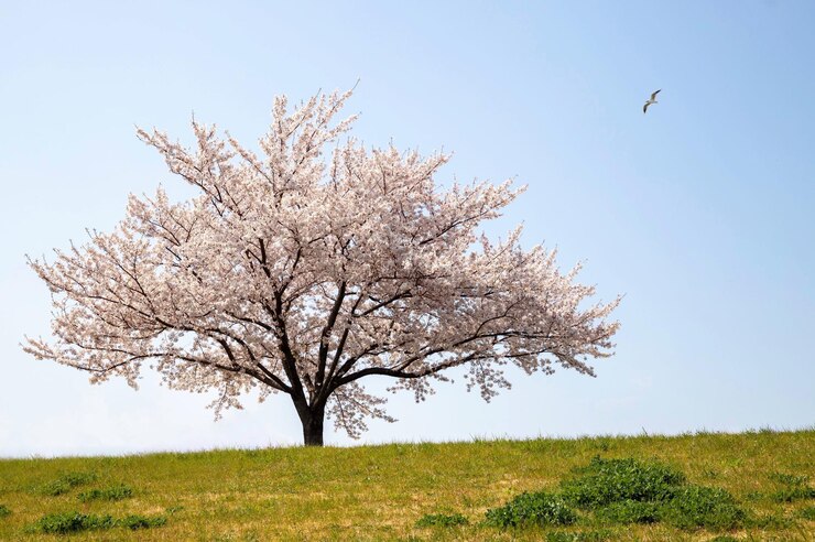Photo 畑の桜の花の木の景色
