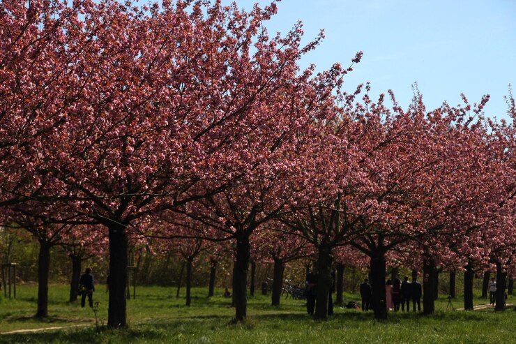 Photo view of cherry blossom trees against sky