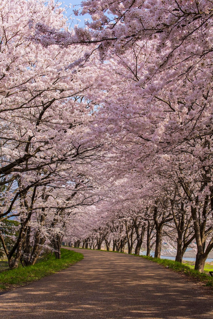 Photo 道路沿いの桜の木の景色