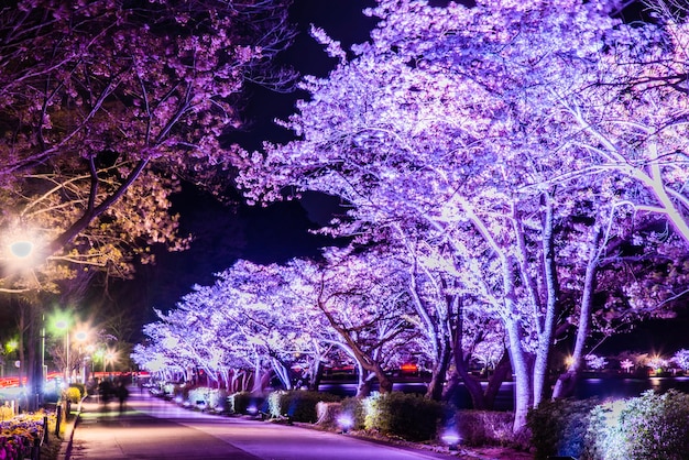 夜の桜の花の景色