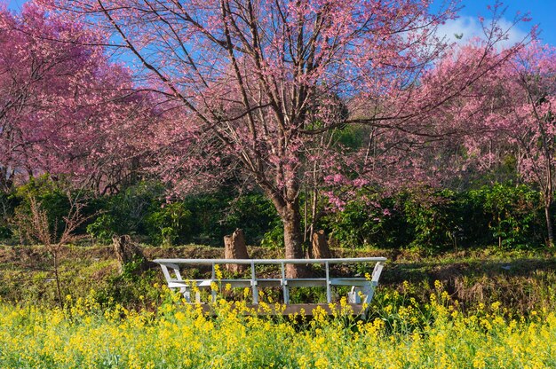 Photo view of cherry blossom trees in park