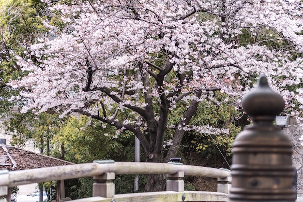 Foto vista degli alberi di ciliegio in fiore nel parco