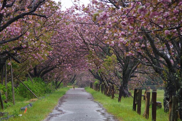 Foto vista degli alberi di ciliegio in fiore nel parco
