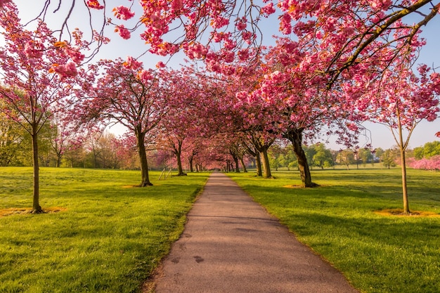 Photo view of cherry blossom trees in park