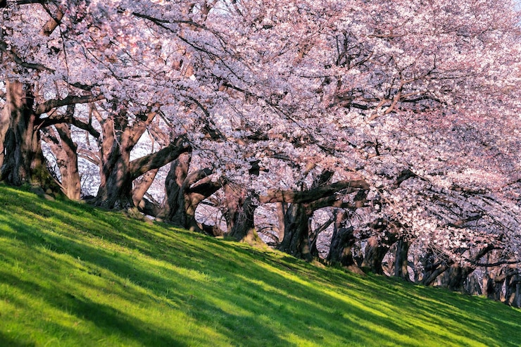 Photo 太陽の光に照らされた桜の木の景色