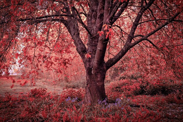 View of cherry tree in forest