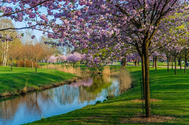 Photo view of cherry tree in park