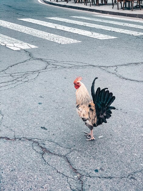 View of chicken on street