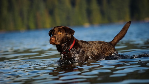 Foto vista del labrador al cioccolato nel lago