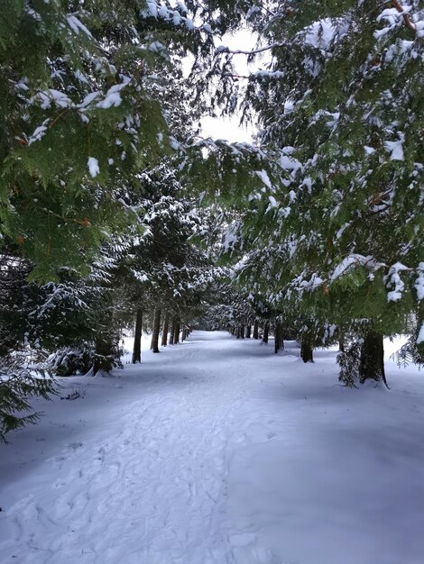 森の中の雪の中のクリスマスツリーの眺め冬の風景雪に覆われた木