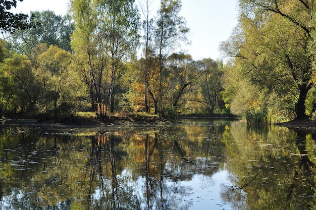 Вид на городской пруд. Отражение деревьев на поверхности воды пруда. Осенняя картина.