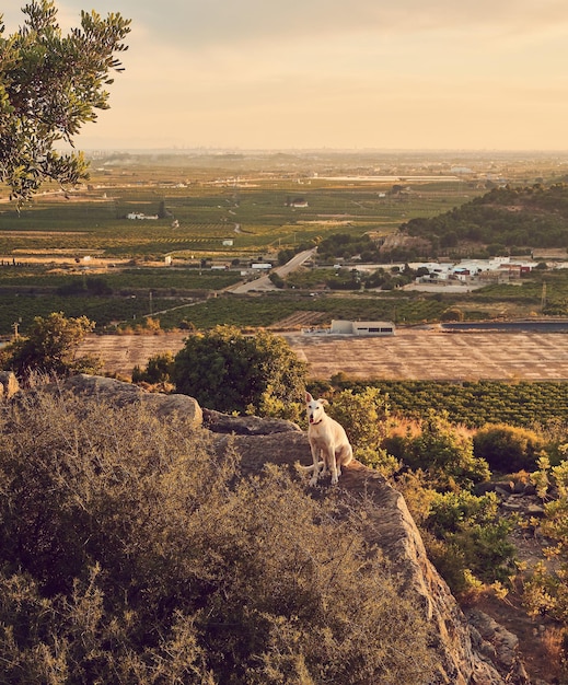 View of the city at sunset from the mountain. Dog walking on country road