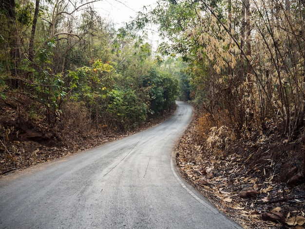 View of clean road with dry tree and clear sky in autumn season, way to success