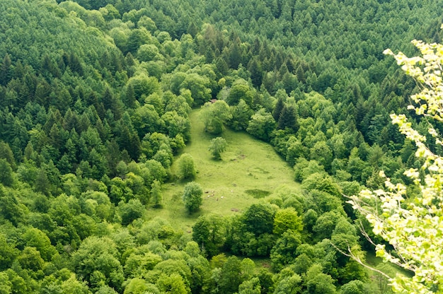 View of a clearing in the middle of a forest, Asturias