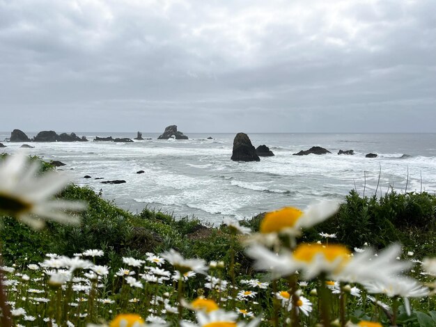 View of the cliffs and the Pacific Ocean with a field of wild daisies in the foreground Oregon USA