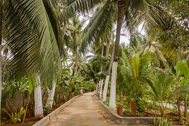 View at coconut palms and banana trees in Salalah, Oman