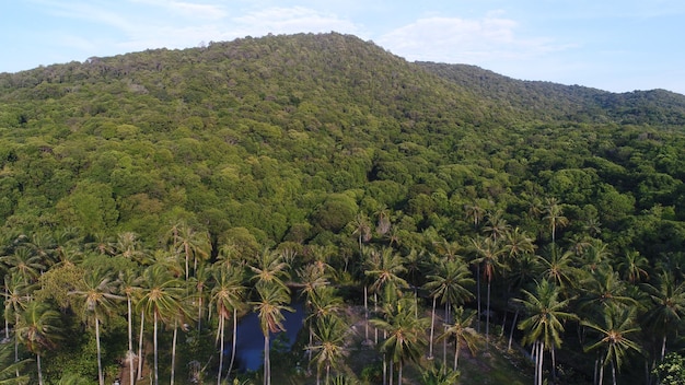 A view of the coconut trees in the jungle