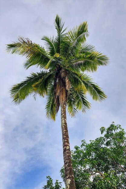 View of coconut trees rising high on the embankment